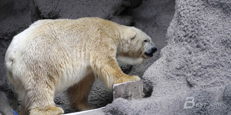 Хамтрагч нь нас барсанаас гурван жилийн дараа үхсэн Артурог Аргентины халуун цаг агаараас Канад руу хүлгэх шаардлага тавьсан ч хүлээж аваагүй.