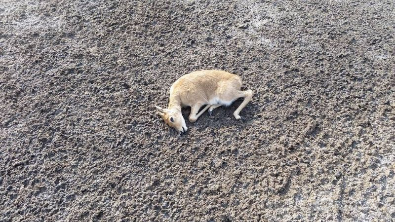 бүх зураг&copy;Amaraa Amaraa facebook